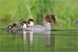 <p>MORČÁK VELKÝ (Mergus merganser) Praha - Stromovka</p>